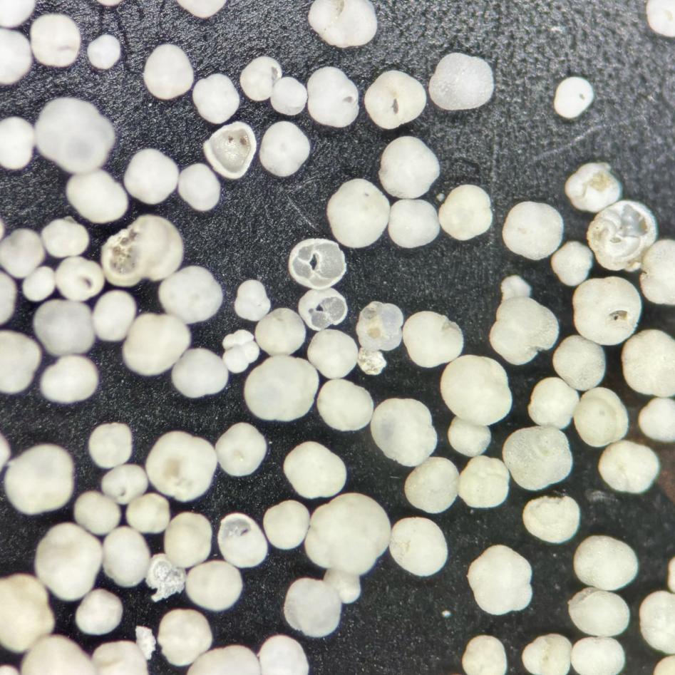 Plnktic foraminiferas