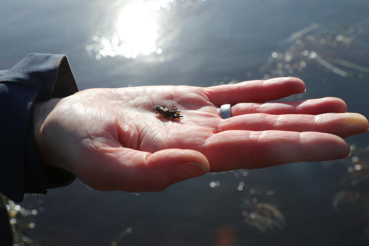 Plastrydding på Lisle Lyngøy