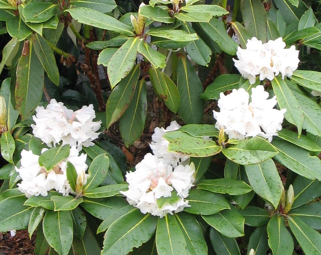 Rhododendron balangense