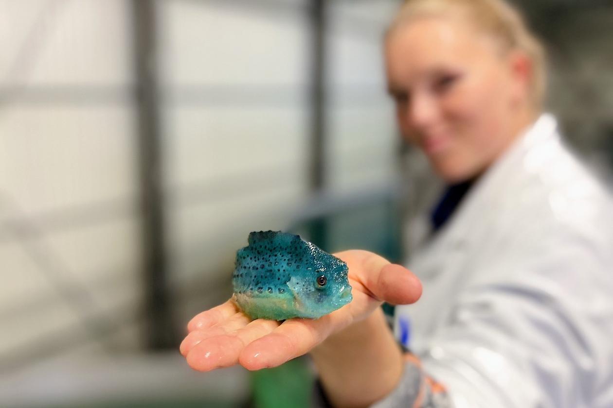 Anna Nygård Johansen og en rognkjeks