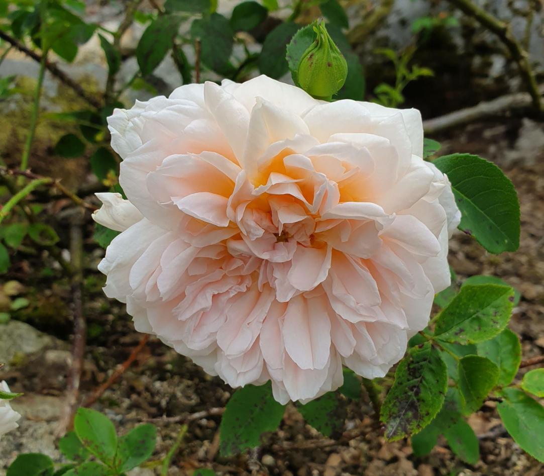 White, peachy centred flower of Risa 'Adam'