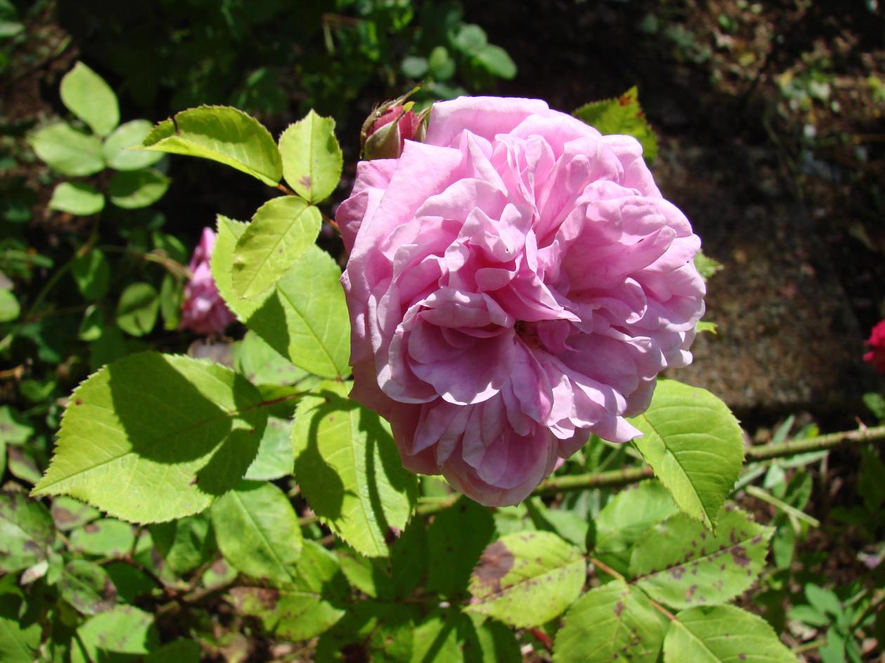 Pink flower of Rosa 'Vassteinrosa'