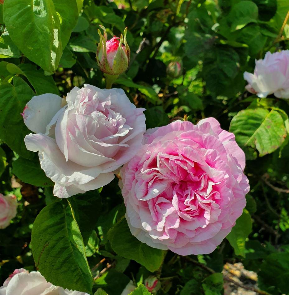 Pink flowers of Rosa centifolia