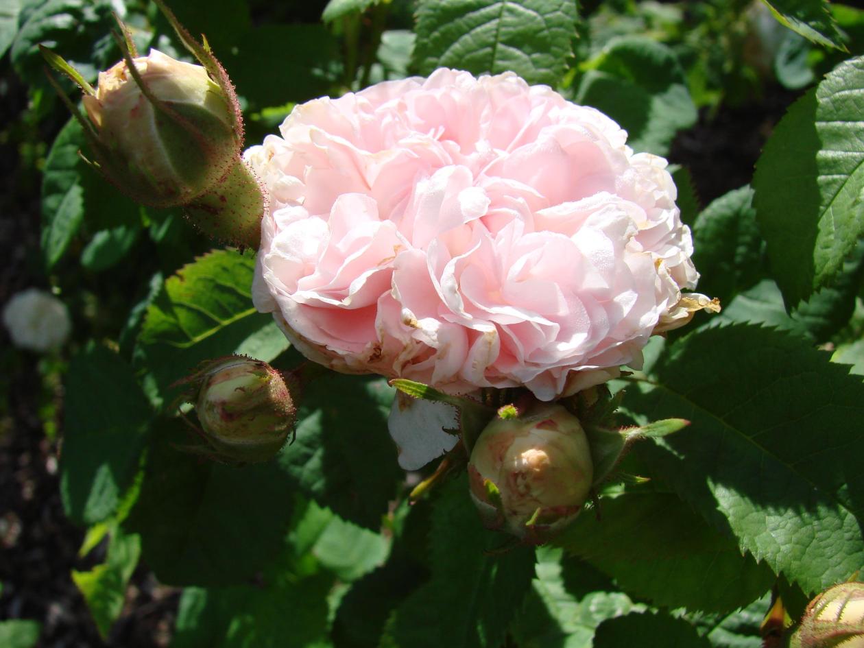 Pink flower of Rosa 'Félicité Parmentier'