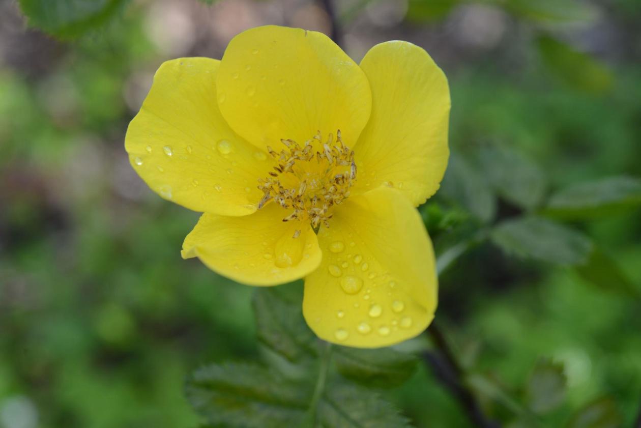 Yellow flower of Rosa foetida