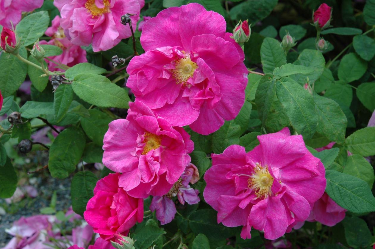 Pink flowers of Rosa gallica