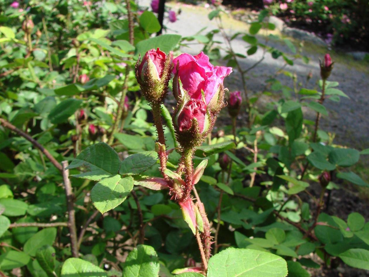 Flower bud of Rosa 'Gloire des Mousseuses' showing typical moss rose indument