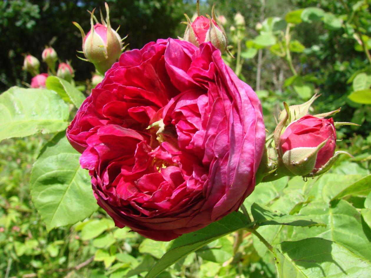 Deep pink flowers of Rosa 'Great Western'