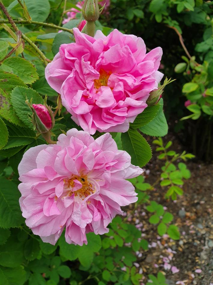 Double pink flowers of Rosa x damascena