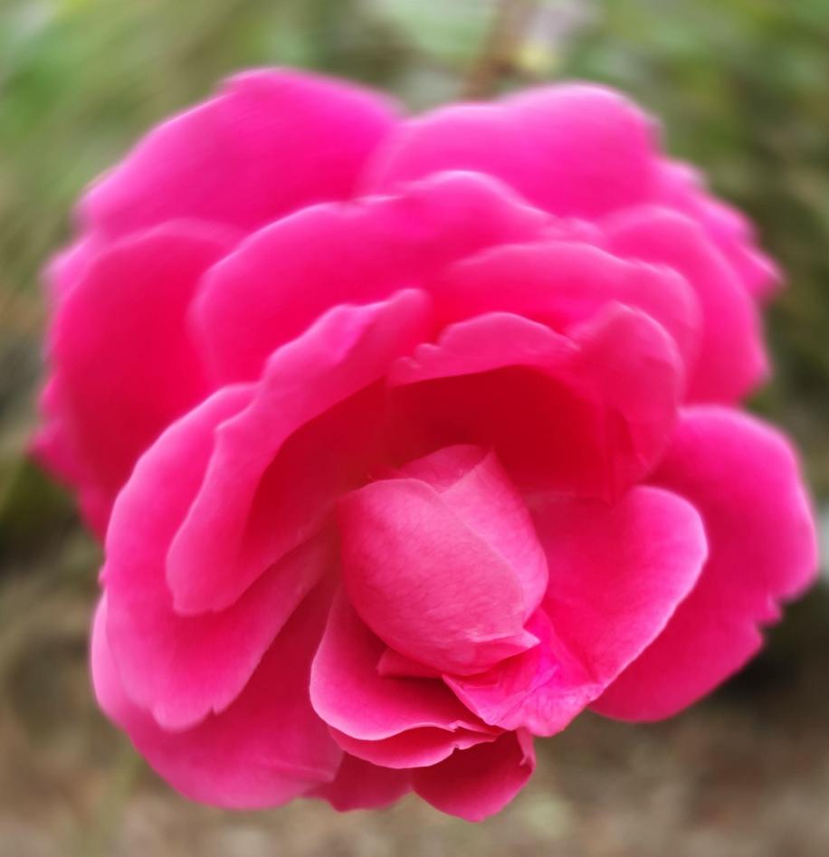 Deep pink flower of Rosa 'Marie van Houtte'