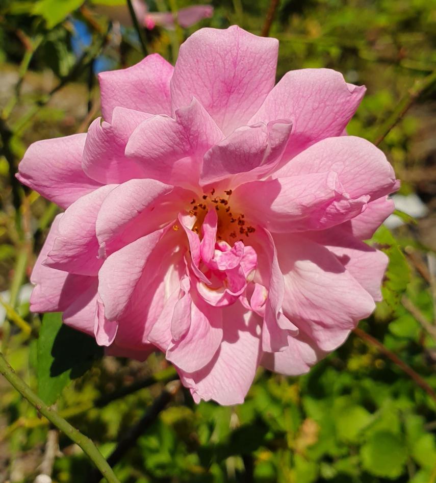 Pink flower of Rosa 'Old Blush'