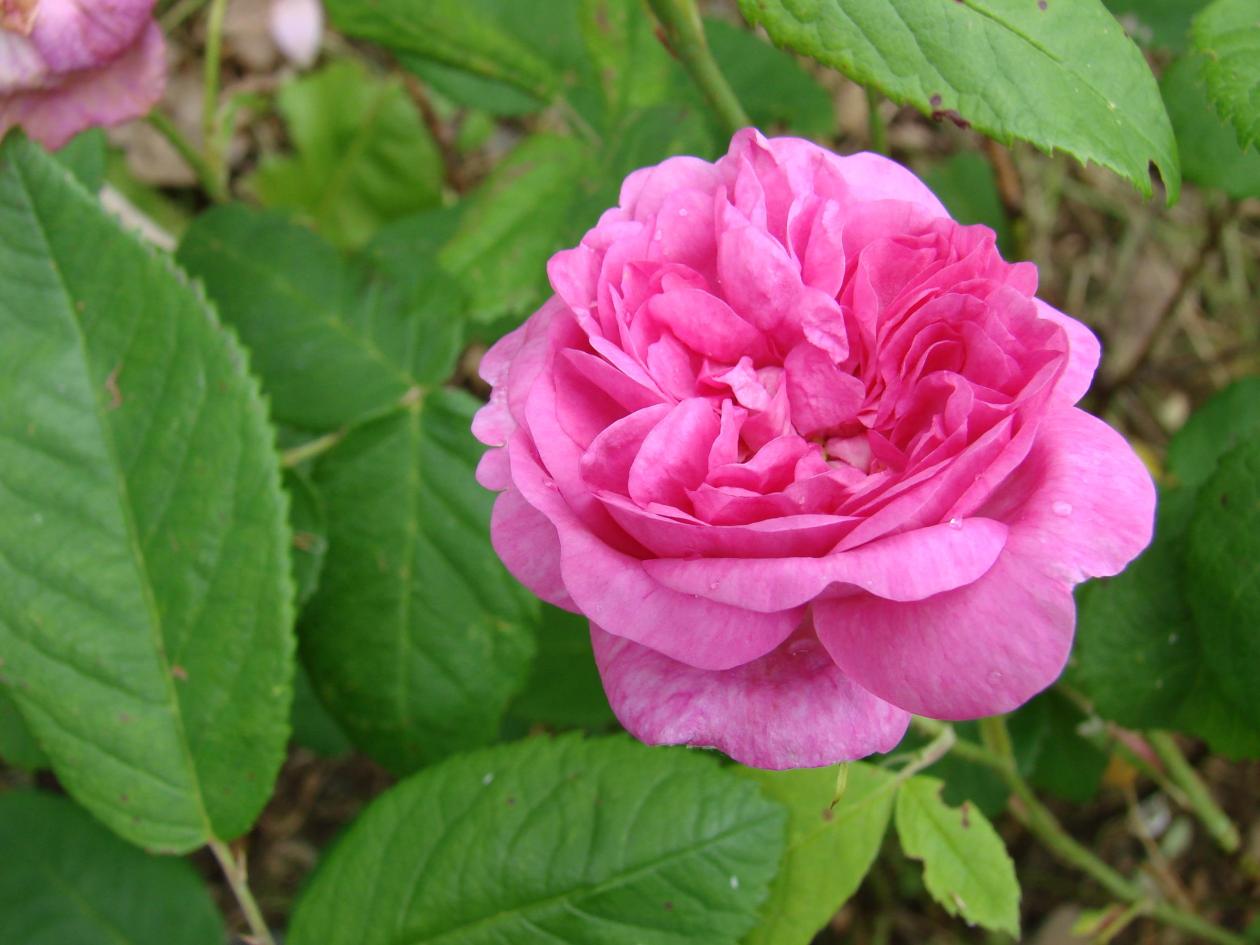 Pink double flower of Rosa 'Petite Lisette'