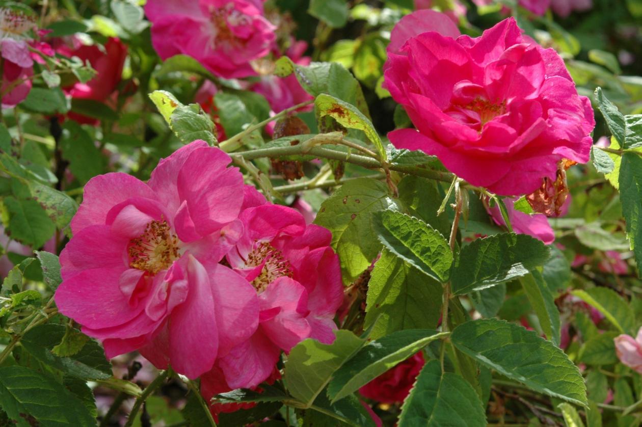 Deep pink flowers of Rosa 'Portland Rose'