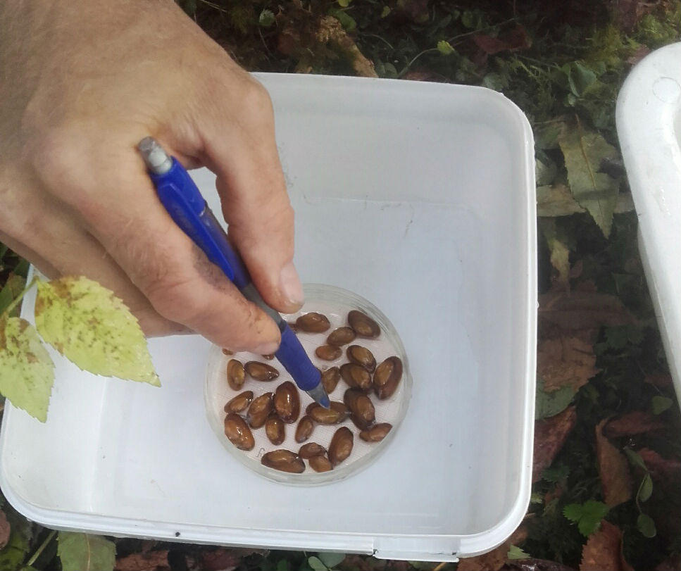 Elvemuslinger er sårbare skapninger. Disse muslingene ble satt ut i Haukåselva for fem måneder siden. Foreløpig har de klart seg godt