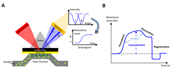 Schematic illustration of the SPR detection system. A) Change of the reflected light angle due to changes of the adsorbed mass on the surface. B) This change is recorded as a function of time in a sensorgram. Figure is redrawn from www.rci.rutgers.edu