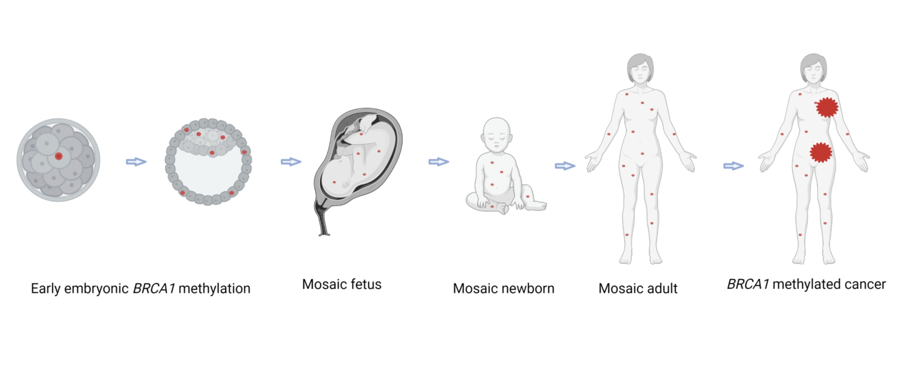 Figure showing methylation in fetus, child and adult