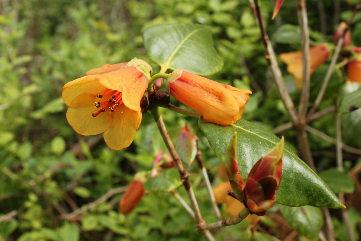Rhododendron viscidifolium