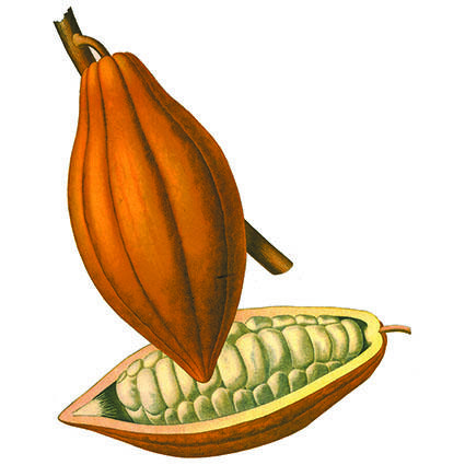 Theobroma cacao fra Köhler, F.E., Medizinal Pflanzen, vol.2 (1890).