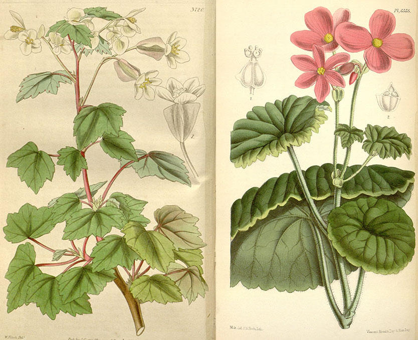 Begonia dregei (venstre) fra Curtis Magazine 1840, og Begonia socotrana ...