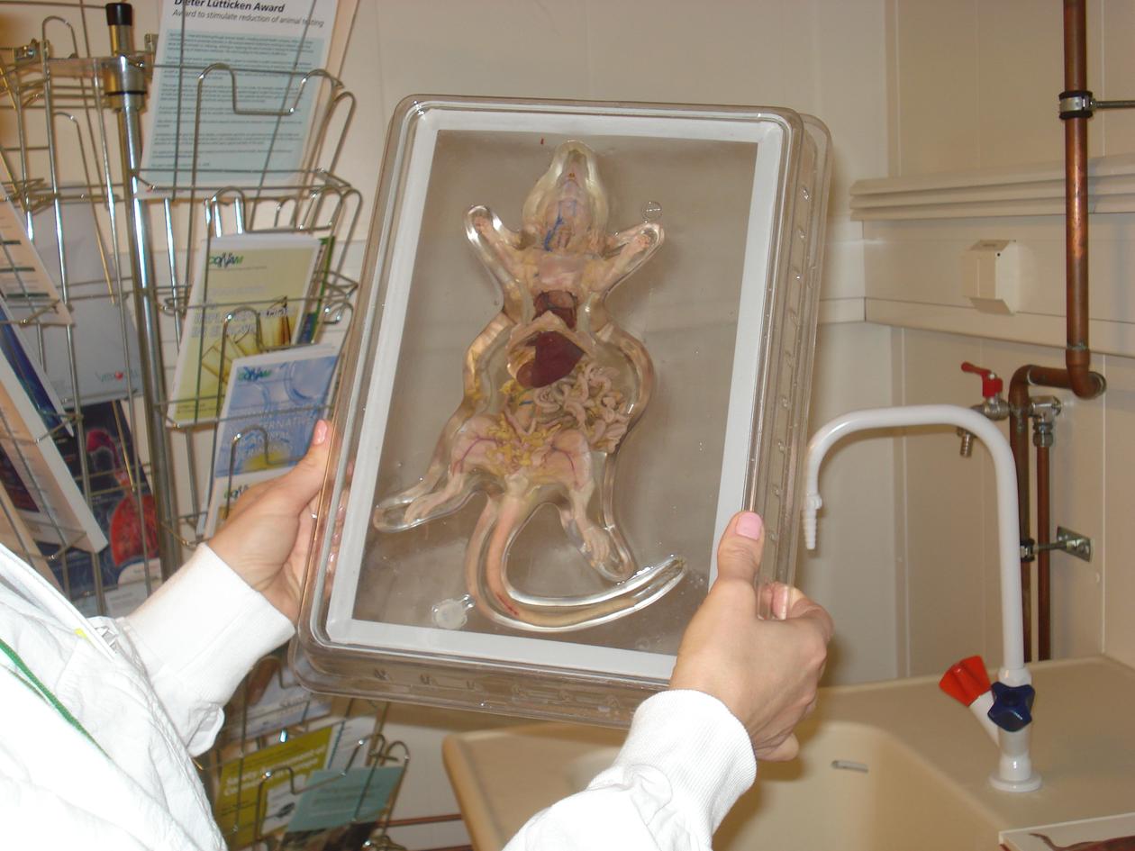 Alternatives to laboratory animals | The Laboratory Animal Facility | UiB