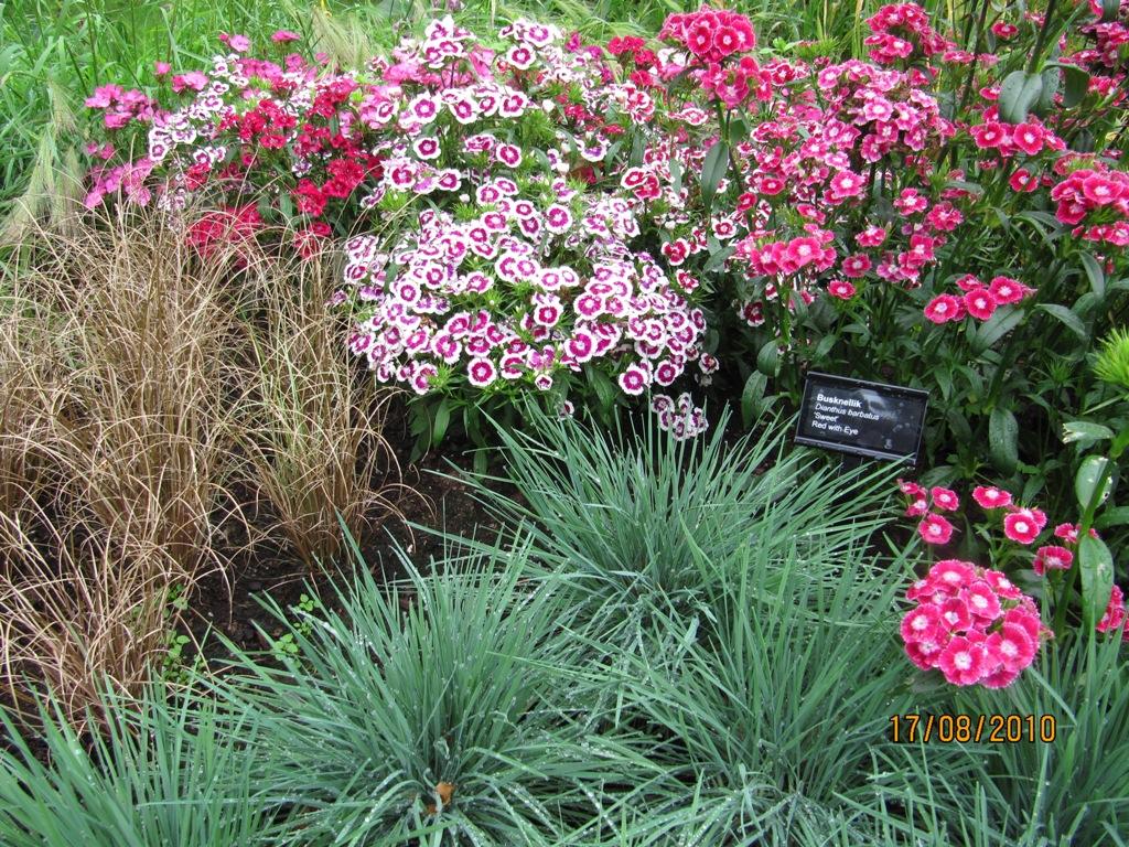 Busknellik ( Dianthus barbatus 'Sweet ') med den blå grassorten Koeleria...