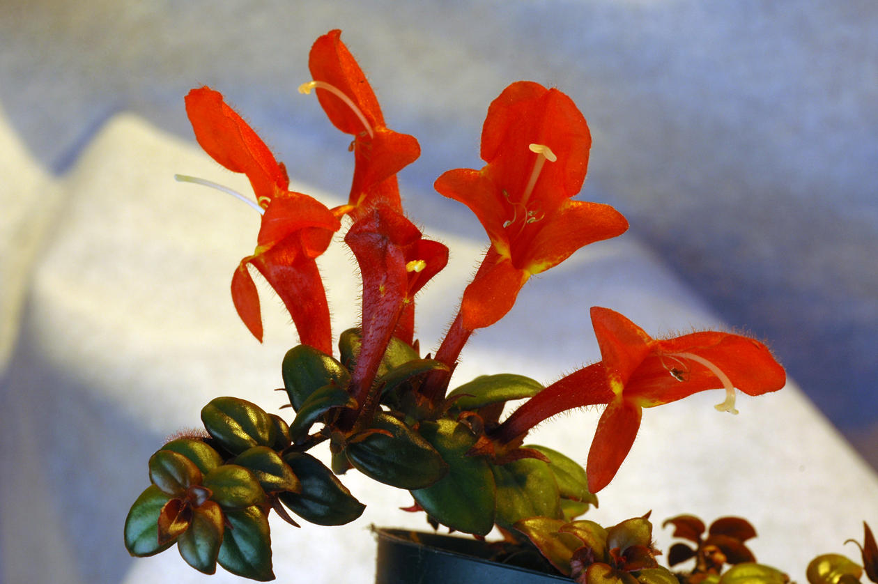 Columnea 'Stavanger' Columnea 'Stavanger'