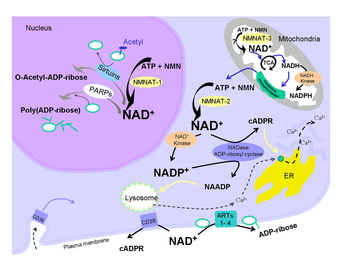 Novel roles of a vitamin Small molecules with key functions in energy