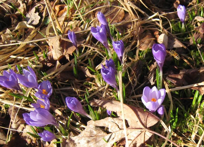 Krokus i blom opp mellom gamalt lauv med dei fyrste biene på pollensanking Krokus i blom opp mellom gamalt lauv med dei fyrste biene på pollensanking