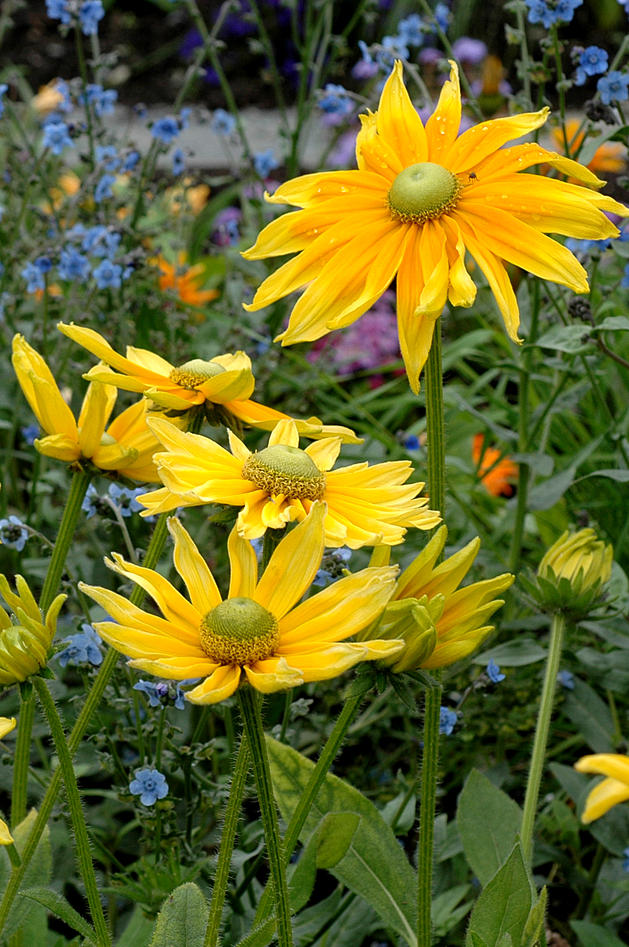 Mange sommerblomster har store blomster med kraftige farger. Mange sommerblomster har store blomster med kraftige farger.