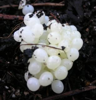 A collection of the small white eggs of the slug Arion vulgaris