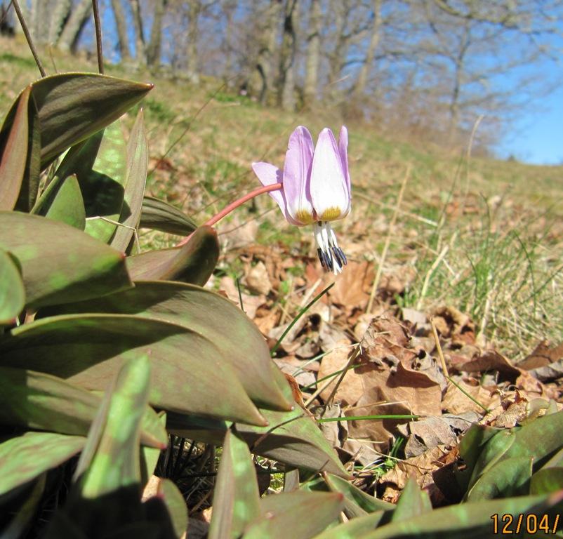 Hundetann-Erythronium dens-canis, som kjem opp mellom gamalt lauv i Eikebakken