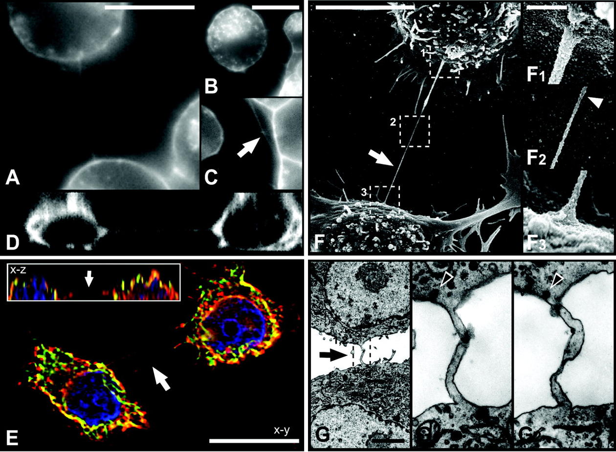 (A to D) Architecture of TNTs between cultured PC12 cells. Wheat germ...