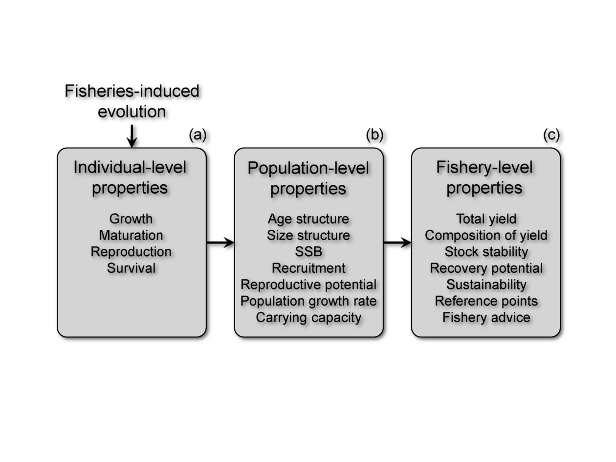Fisheries-induced evolution impacts life-history traits and other individual...
