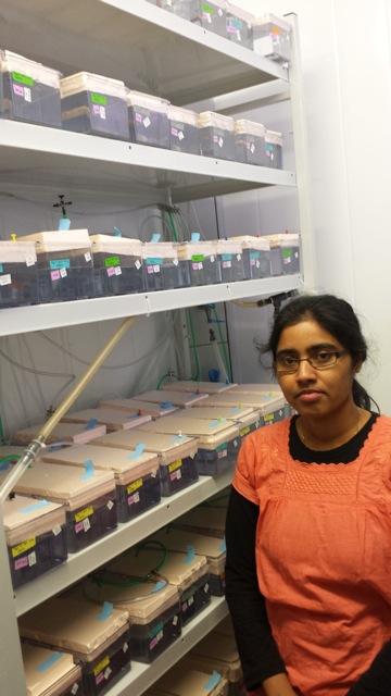 Geetha with her experimental guppies. All fish are reared in isolation, some...