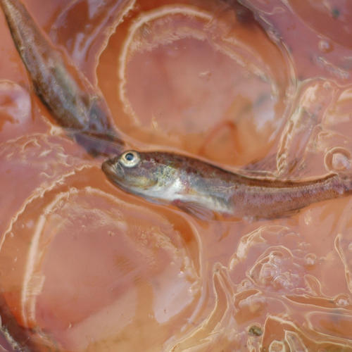 The gobies both hide among the jellies and eat them! The gobies both hide among the jellies and eat them!