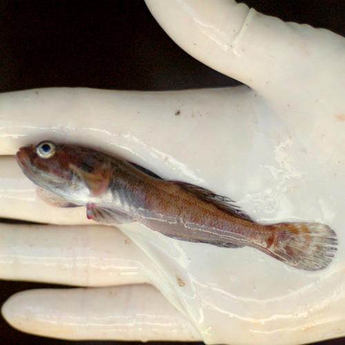 Will otoliths of this bearded goby shed light on to its life history?