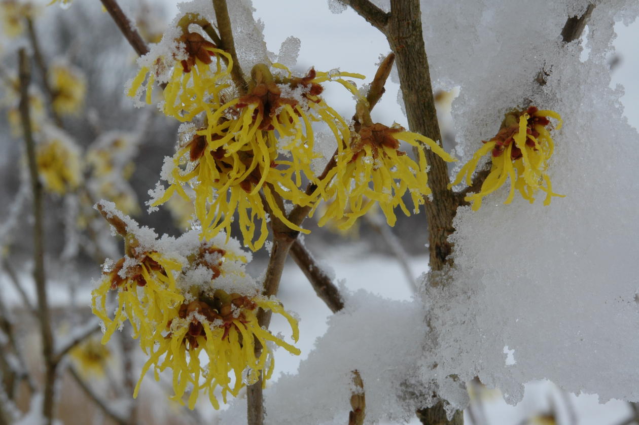 Trollhassel blomstrer midt på vinteren, også i snø og kulde.