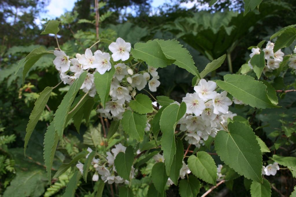 Hoheria lyallii blømer med sine reint kvite klokkeforma blomar med rosa arrstilker. Hoheria lyallii blømer med sine reint kvite klokkeforma blomar med rosa...