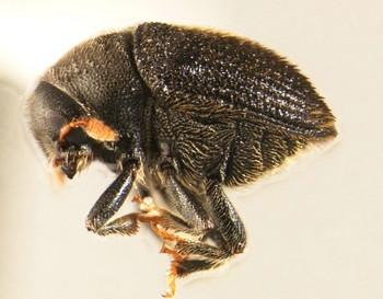 A bark beetle in the collections of Bergen Museum A bark beetle in the collections of Bergen Museum