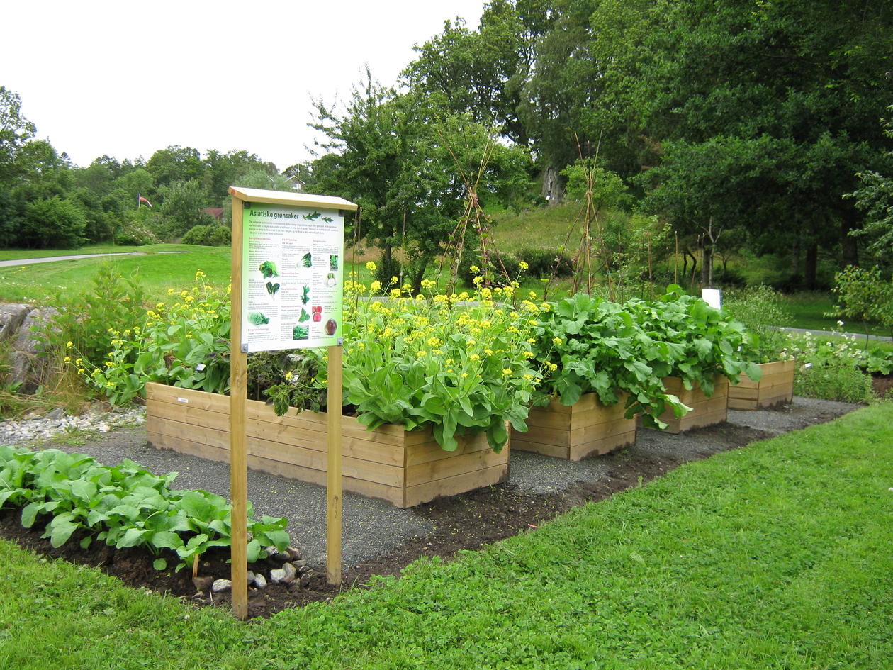 Gode grønsaker som brukes i det asiatiske kjøkkenet og som selges som frø i...