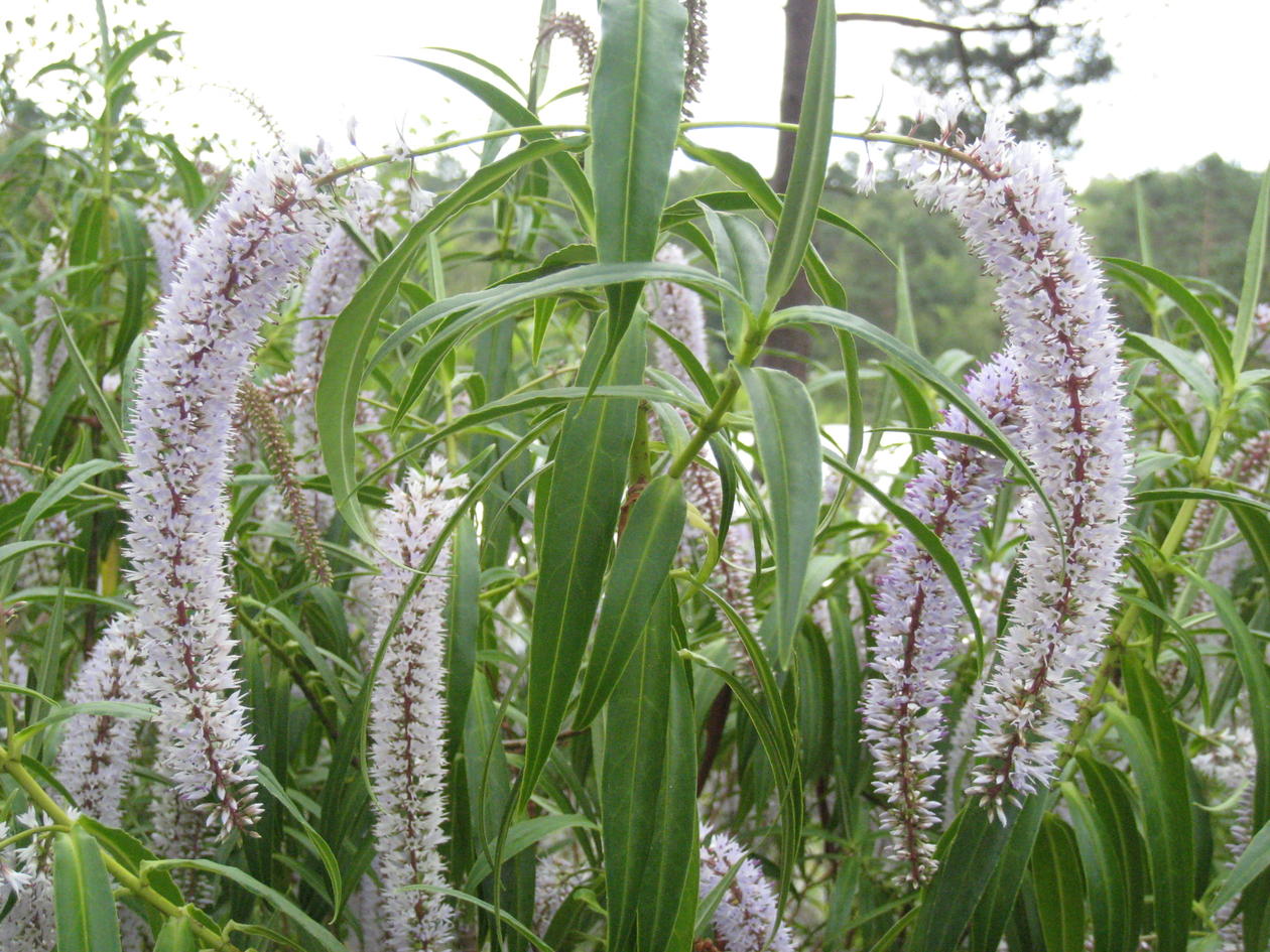 Hebe salicifolia med sine lange pileforma blad og elegante hengende bomer,...