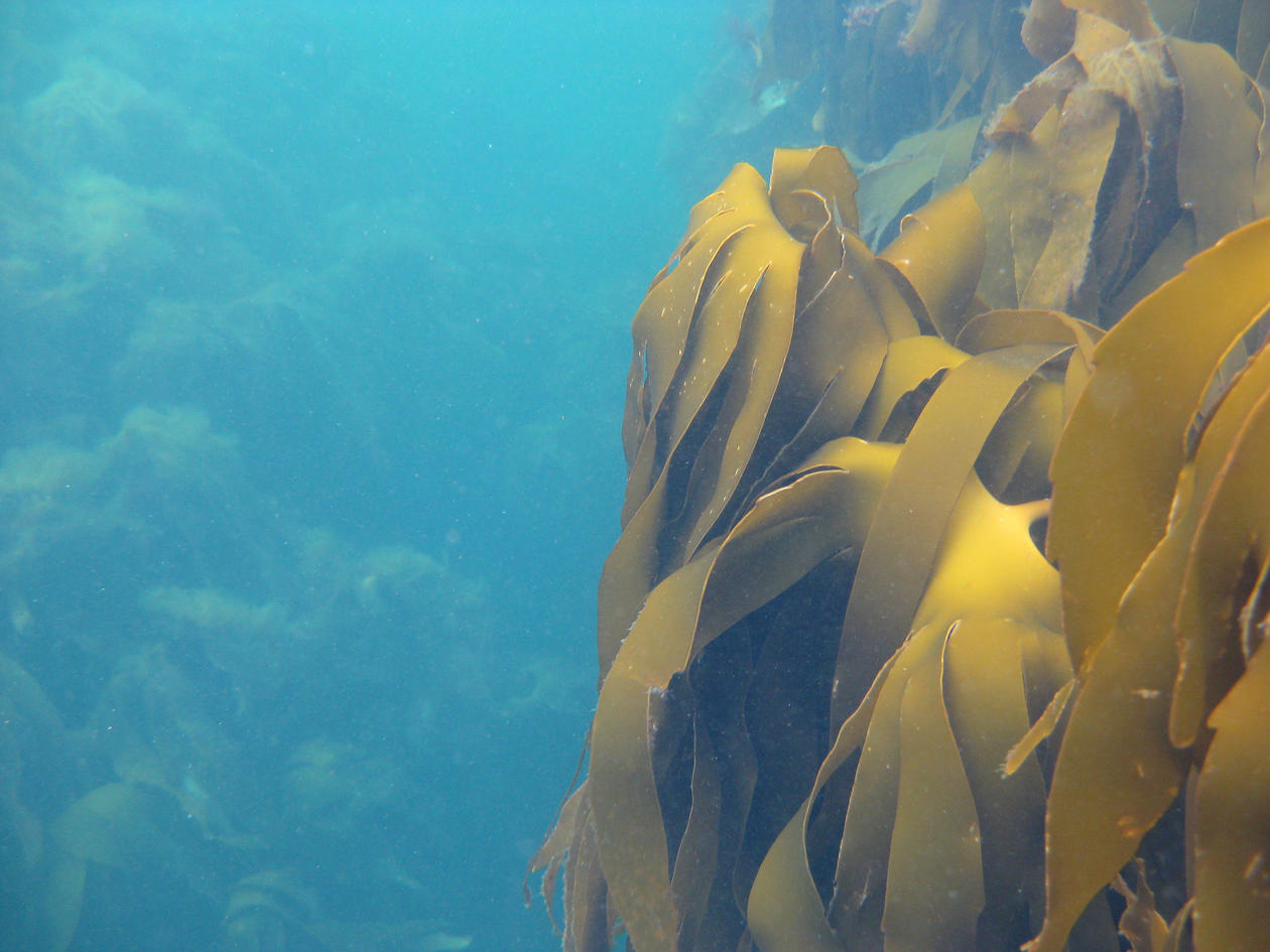 Bacterial biofilms on kelp Centre for Geobiology University of Bergen