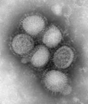The Influenza virus