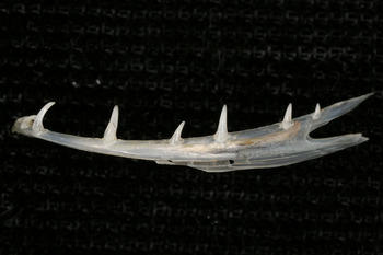 Jaw bone from a deep sea fish Jaw bone from a deep sea fish