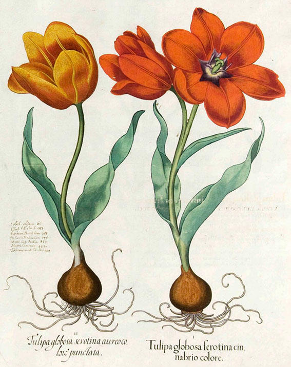 Tulipa gesneriana fra Bessler, Basilius, Hortus Eystettensis, vol. 1 (1620).