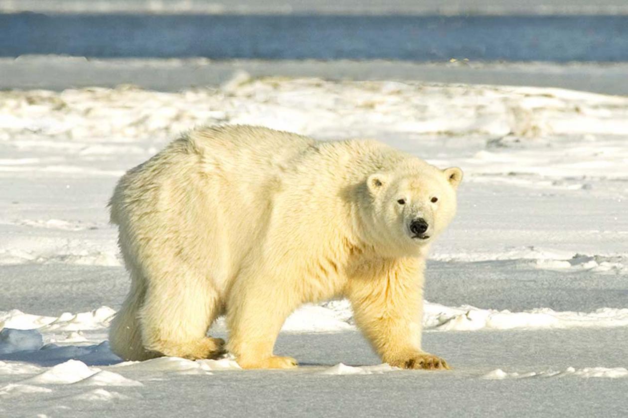 Isbjørn er ein av artane som er med i Miljødatabanken og representerer...