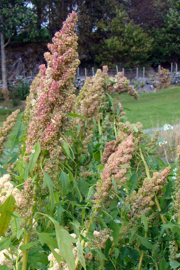 Chenopodium quinoa Chenopodium quinoa