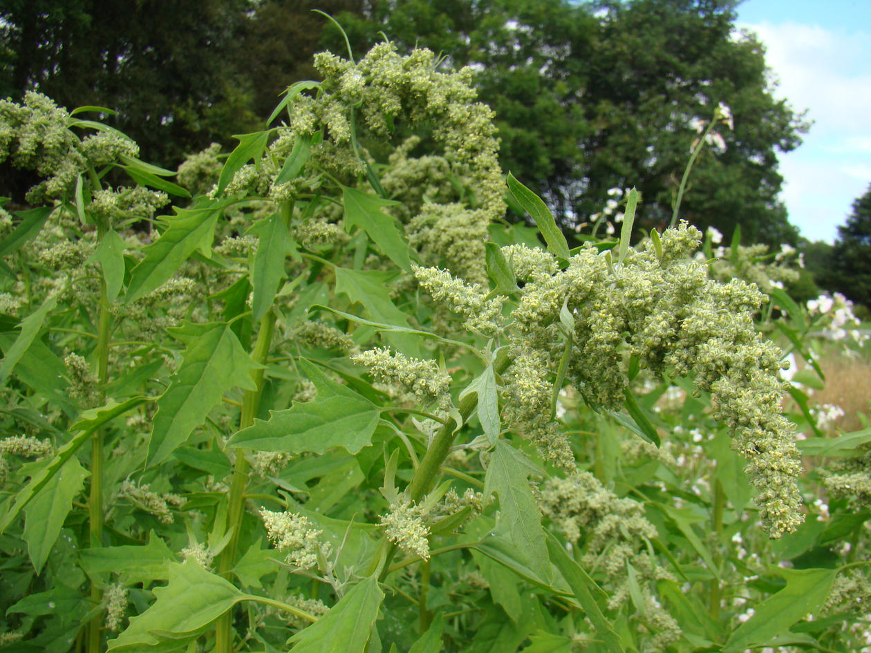 Chenopodium quinoa