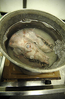 Ulven kokes for lett å kunne fjerne kjøtt og hinner fra bein og skalle. Ulven kokes for lett å kunne fjerne kjøtt og hinner fra bein og skalle.