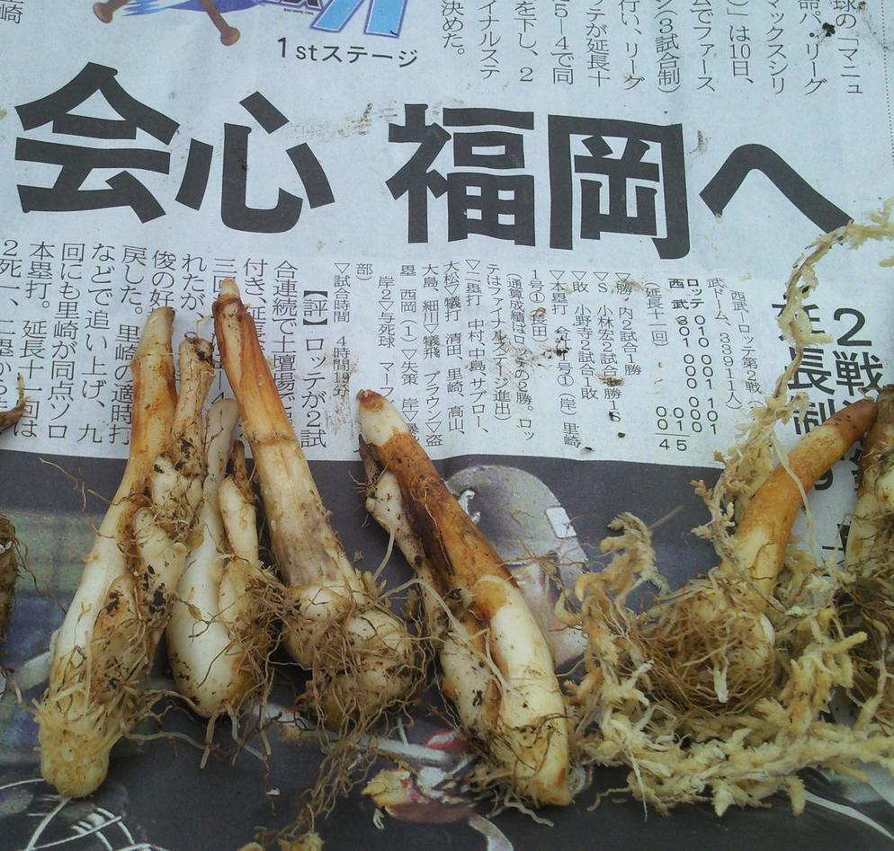 Ferske tannliknande knollar av hundetann, Erythronium japonicum kom sirleg...